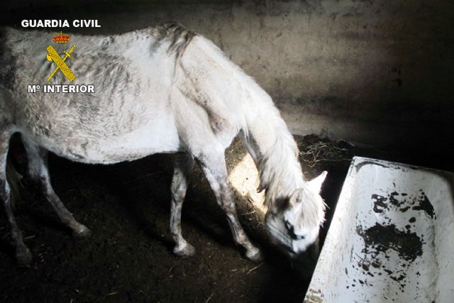 La Guardia Civil inmoviliza los animales de una explotación ganadera - 2, Foto 2
