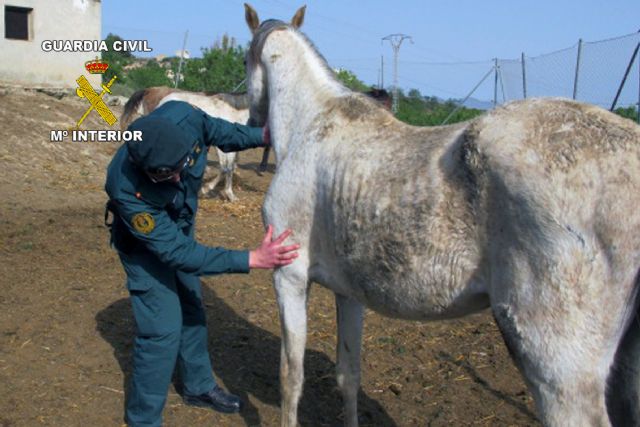La Guardia Civil inmoviliza los animales de una explotación ganadera - 3, Foto 3