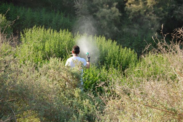Comienza en Alguazas el tratamiento de plagas contra los mosquitos - 2, Foto 2