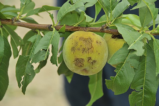 Agricultura envía a Cieza productos fungicidas para tratar la madera de los frutales dañados por la granizada del pasado sábado - 1, Foto 1