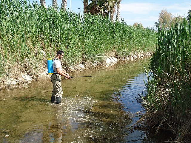 El Ayuntamiento inicia una campaña de control biológico de mosquitos para evitar plagas - 1, Foto 1