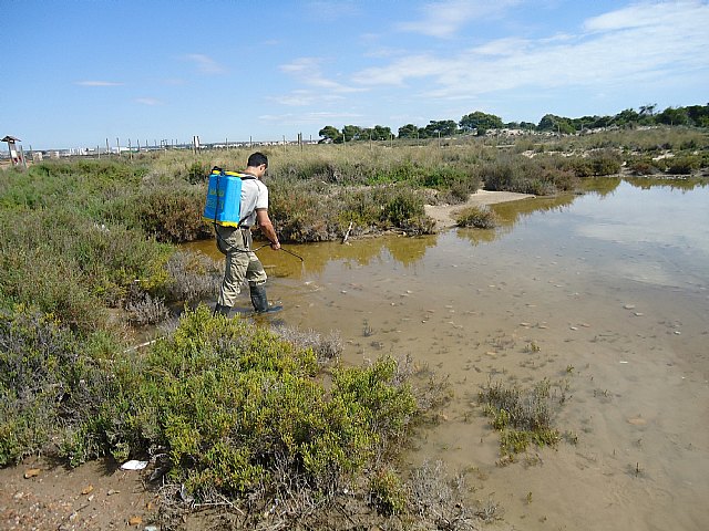 El Ayuntamiento inicia una campaña de control biológico de mosquitos para evitar plagas - 2, Foto 2