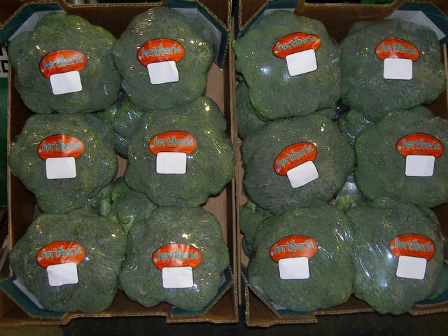 El Grupo Hortiberia recomienda el brócoli para luchar contra las enfermedades pulmonares - 1, Foto 1