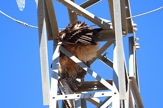 ANSE: “Una línea eléctrica acumula diez grandes rapaces electrocutadas, incluyendo seis águilas perdiceras” - 1, Foto 1