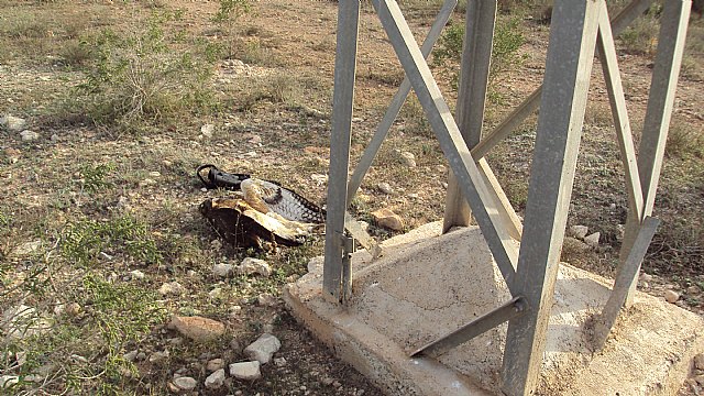 ANSE: “Una línea eléctrica acumula diez grandes rapaces electrocutadas, incluyendo seis águilas perdiceras” - 2, Foto 2