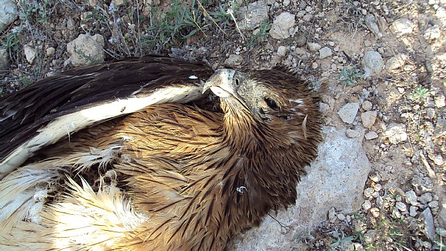 ANSE: “Una línea eléctrica acumula diez grandes rapaces electrocutadas, incluyendo seis águilas perdiceras” - 3, Foto 3