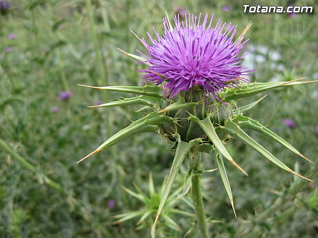 IU-Verdes pone en evidencia 