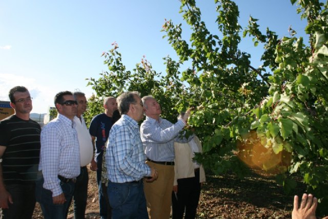 La Comunidad solicitará al Gobierno central ayudas para las zonas de cultivo afectadas por el granizo - 1, Foto 1