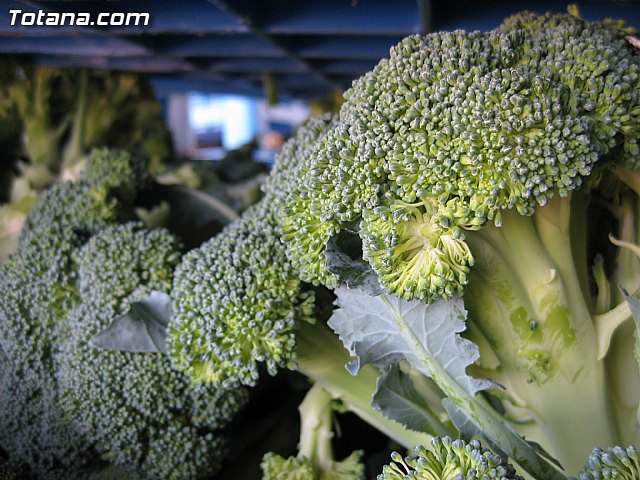 Rueda de prensa PP Totana. Propuestas en materia de agricultura y ganadera - 6