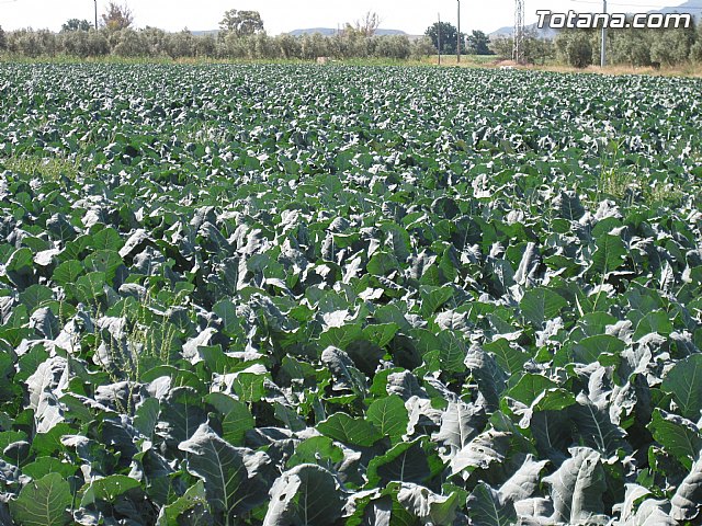 Rueda de prensa PP Totana. Propuestas en materia de agricultura y ganadera - 8