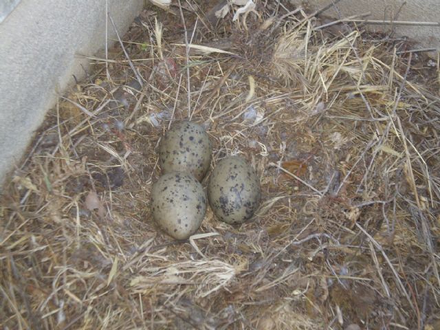 Los bomberos retirarán polluelos y nidos de gaviota del Palacio Consistorial - 1, Foto 1