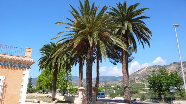 Se vacunan palmeras municipales contra el picudo - 2, Foto 2