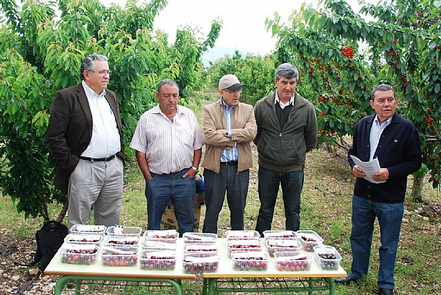 Agricultura muestra la producción de 70 variedades de cerezo, en una finca experimental de Jumilla - 1, Foto 1