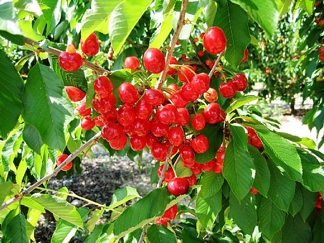 Agricultura muestra la producción de 70 variedades de cerezo, en una finca experimental de Jumilla - 2, Foto 2
