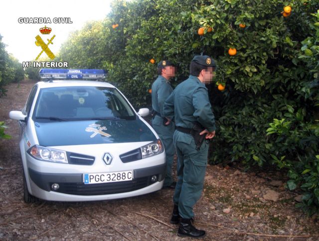 La Guardia Civil detiene a tres personas por la sustracción de 3 toneladas de naranjas - 1, Foto 1