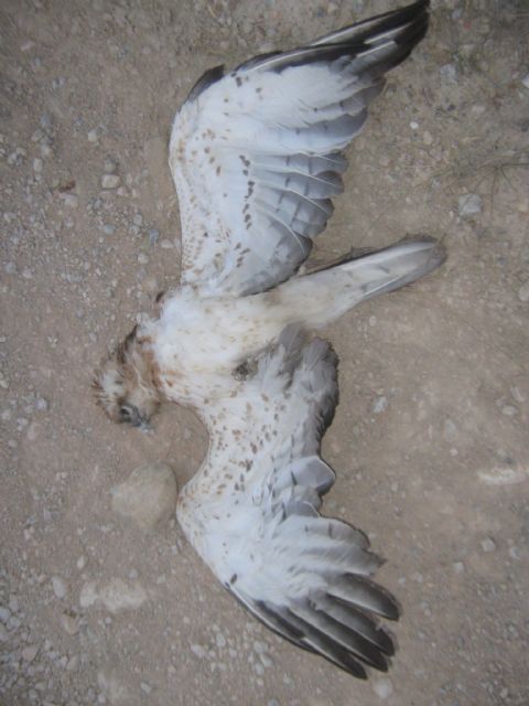 Culebrera electrocutada: una muerte anunciada y evitable - 2, Foto 2