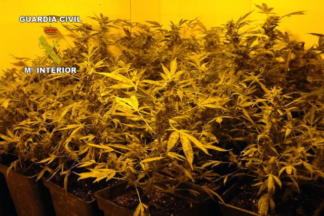 La Guardia Civil desmantela un punto de cultivo y distribución de marihuana en Alguazas - 1, Foto 1