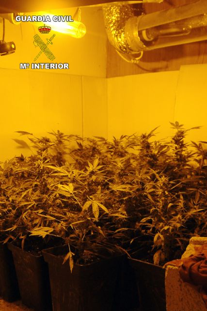 La Guardia Civil desmantela un punto de cultivo y distribución de marihuana en Alguazas - 2, Foto 2