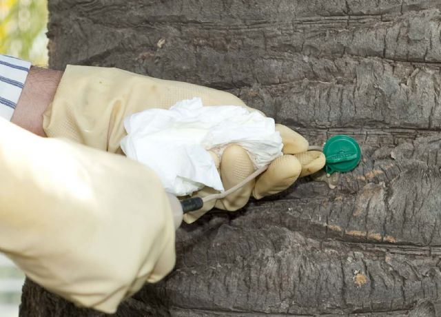 La lucha contra el picudo rojo se hará con un nuevo sistema eficaz, barato y sin impacto ambiental - 2, Foto 2