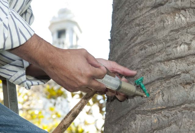 La lucha contra el picudo rojo se hará con un nuevo sistema eficaz, barato y sin impacto ambiental - 4, Foto 4