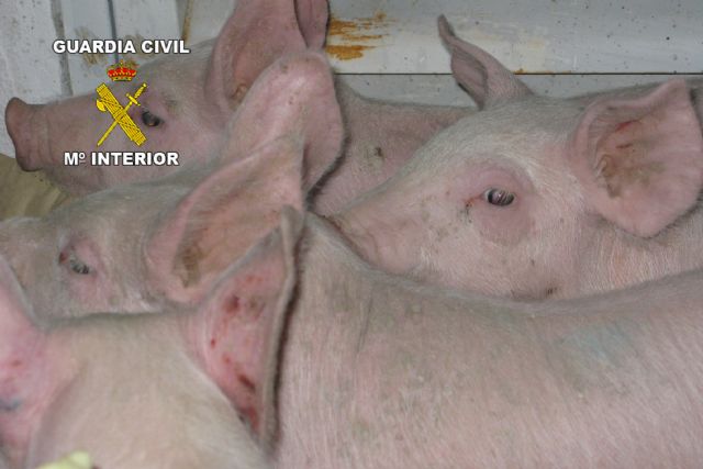 La Guardia Civil detiene en Alhama de Murcia a cuatro personas por robos en dos explotaciones agrcolas y ganaderas, Foto 2