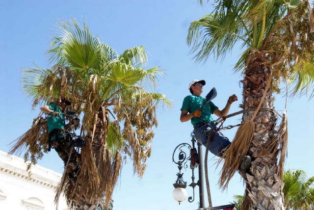 Prueban un nuevo sistema de lucha contra el picudo rojo - 1, Foto 1