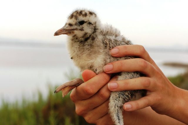 La Comunidad realiza mañana una jornada de anillamiento de aves en el Parque Regional de Salinas y Arenales de San Pedro del Pinatar - 1, Foto 1