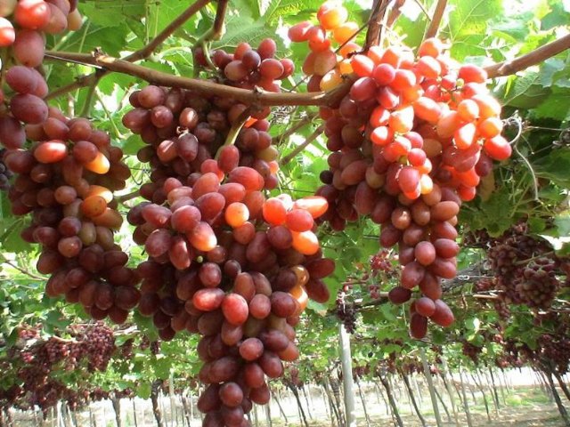 Agricultura establece medidas para favorecer la exportación de uvas tintas sin pepita - 1, Foto 1