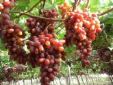 Agricultura establece medidas para favorecer la exportación de uvas tintas sin pepita