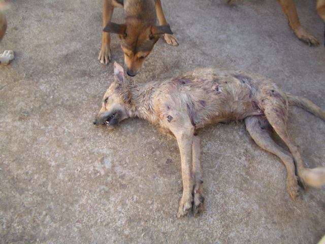 El Refugio asegura que declara como imputado el antiguo presidente de la protectora de animales Proaniplant en Sangonera la Verde - 2, Foto 2