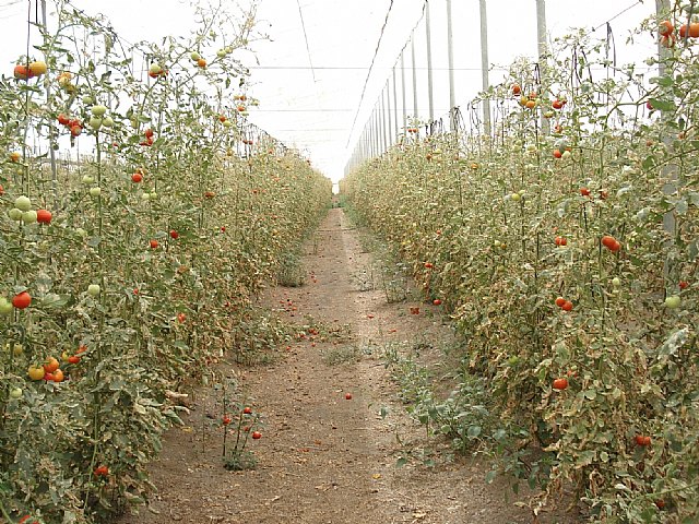 El Programa de Desarrollo Rural incorpora nuevas ayudas para la modernización de invernaderos de tomates - 1, Foto 1