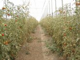 El Programa de Desarrollo Rural incorpora nuevas ayudas para la modernización de invernaderos de tomates