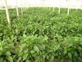 Agricultura consigue disminuir la incidencia de la plaga de la oruga del taladro del maz en plantaciones de pimiento