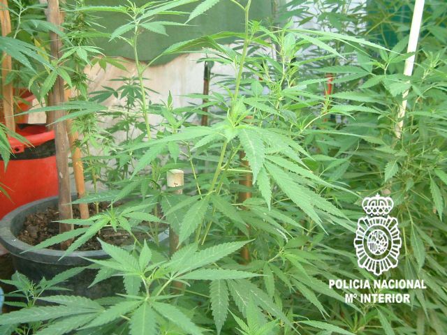 La Policía Nacional desmantela una plantación de marihuana ubicada en una vivienda de la localidad de Alcantarilla - 1, Foto 1