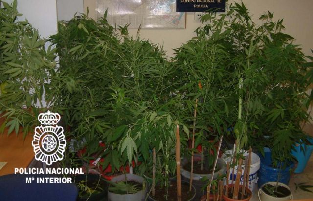 La Policía Nacional desmantela una plantación de marihuana ubicada en una vivienda de la localidad de Alcantarilla - 2, Foto 2