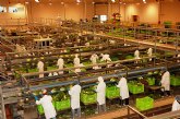 Agricultura informa a las empresas hortcolas sobre el programa de muestreo para la exportacin a Rusia