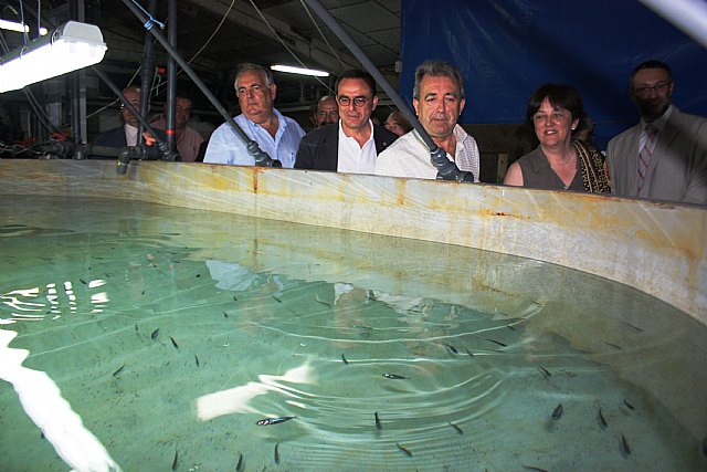 La Región de Murcia consigue un hito internacional en la reproducción del atún rojo en cautividad con larvas que superan los 20 días de vida - 1, Foto 1