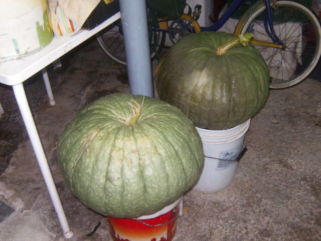 Esto sí que es dar calabazas - 1, Foto 1