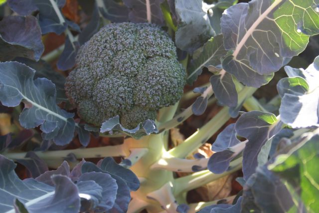 ASAJA Murcia respalda la tesis doctoral realizada por el CEBAS sobre las propiedades saludables del brócoli - 1, Foto 1
