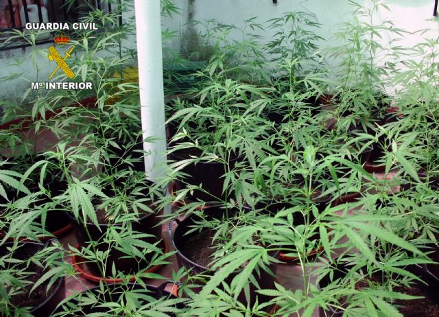 La Guardia Civil desmantela un punto de producción y distribución de marihuana en Bullas - 2, Foto 2