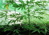 La Guardia Civil desmantela un punto de producción y distribución de marihuana en Bullas