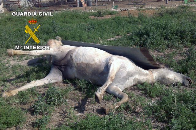 La Guardia Civil pone a disposición judicial al propietario de varios caballos por su estado de abandono - 1, Foto 1