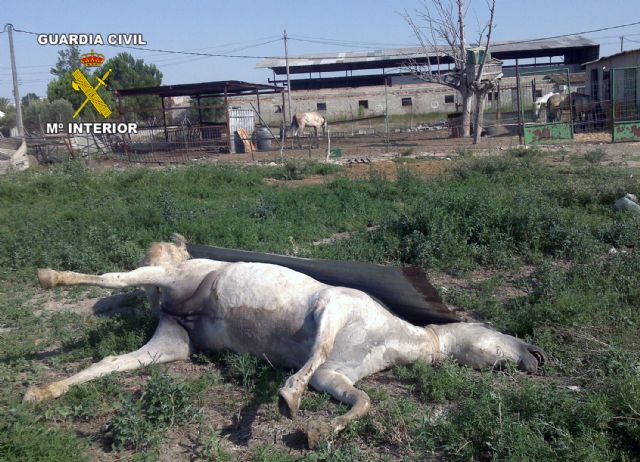 La Guardia Civil pone a disposición judicial al propietario de varios caballos por su estado de abandono - 2, Foto 2