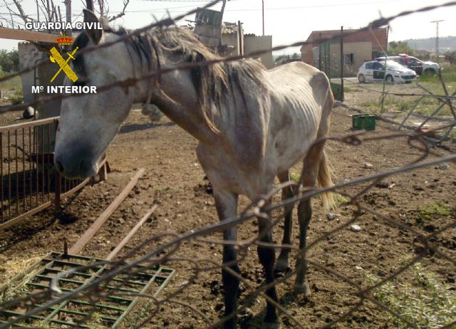La Guardia Civil pone a disposición judicial al propietario de varios caballos por su estado de abandono - 3, Foto 3