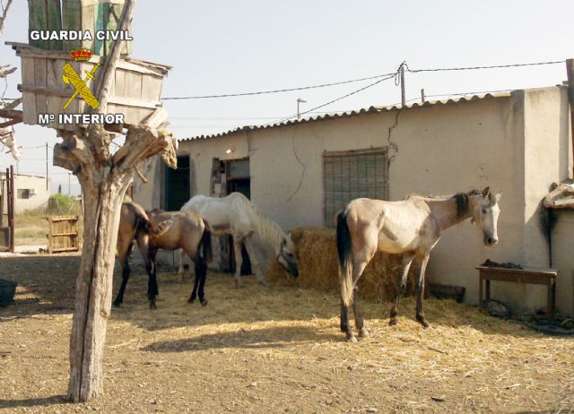 La Guardia Civil pone a disposición judicial al propietario de varios caballos por su estado de abandono - 4, Foto 4