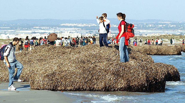 La Consejería de Presidencia inicia una campaña de sensibilización sobre los beneficios de la Posidonia oceánica - 1, Foto 1