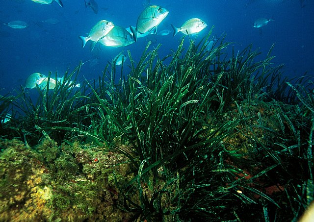 La Consejería de Presidencia inicia una campaña de sensibilización sobre los beneficios de la Posidonia oceánica - 2, Foto 2