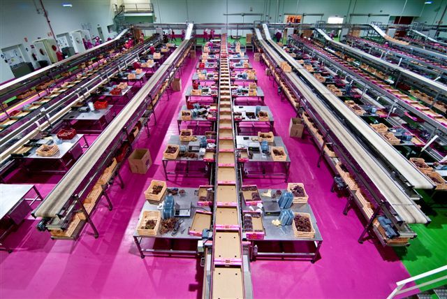 Moyca aprovecha las ventajas del proyecto Food Chain de Bayer CropScience para exportar su producción de uva de mesa - 2, Foto 2