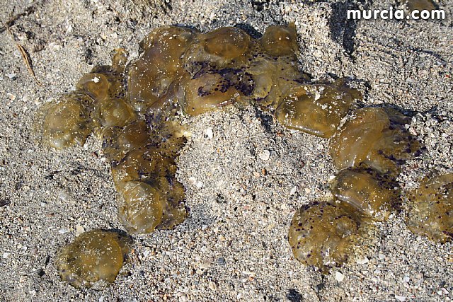 La Consejera de Agricultura y Agua pone en marcha el dispositivo de extraccin de medusas en el Mar Menor - 2