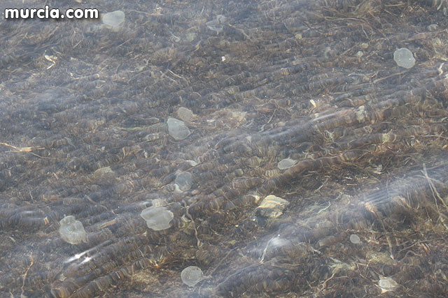 La Consejera de Agricultura y Agua pone en marcha el dispositivo de extraccin de medusas en el Mar Menor - 3